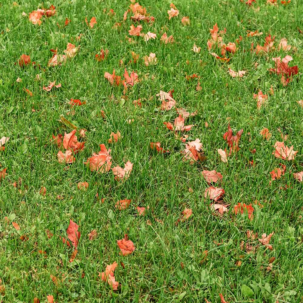 Fall Grass